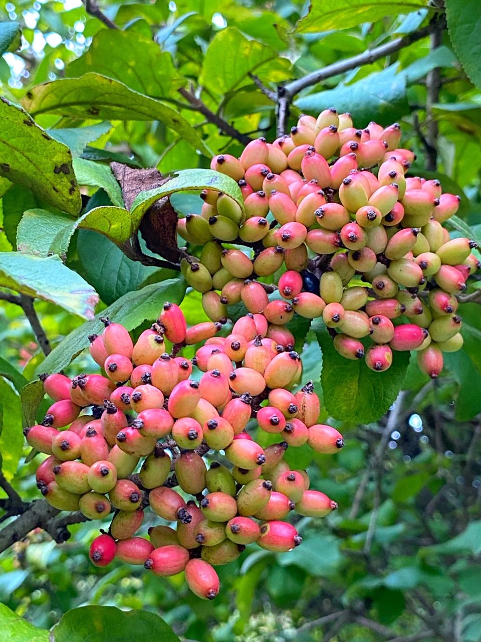 猜猜这是什么果实 春华秋实,花团锦簇的木绣球吸人眼球,想必多数人都