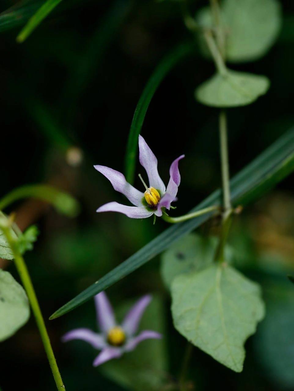 紫单花红丝线,9215密 红丝线,紫单花红丝线,在草丛里悄悄开花结果
