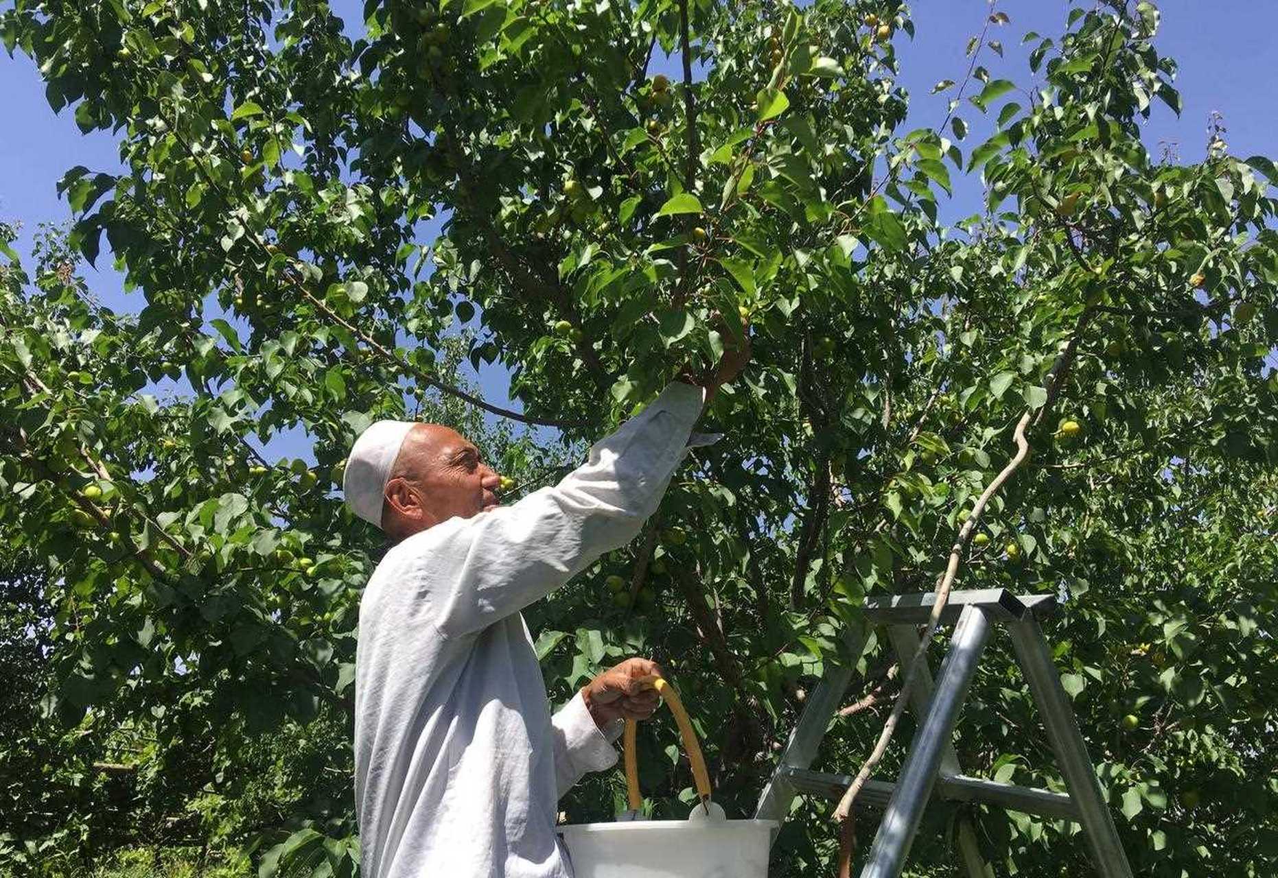 大家好我是法特,新疆小白杏已经成熟,小时候得爬树才能吃到得味道 法