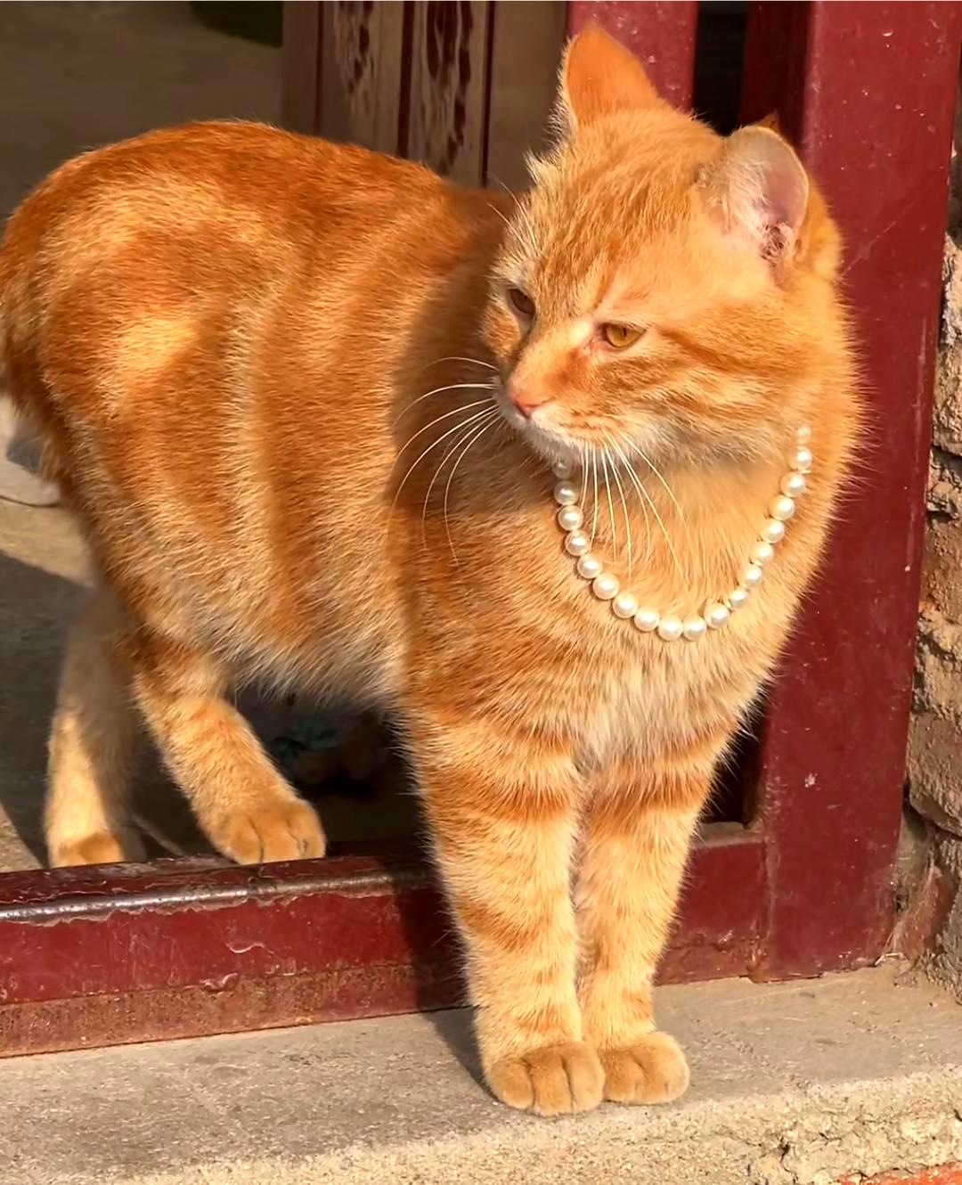 猫和狗的性格截然不同这一点非常明显