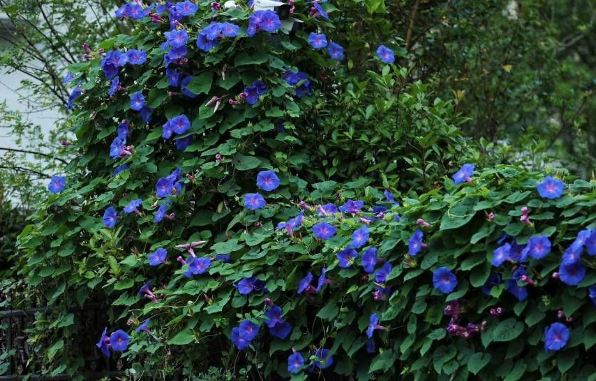 美国宿根牵牛花,没有种子,多年生,一年就能爬满墙,整出个蓝色花墙,主