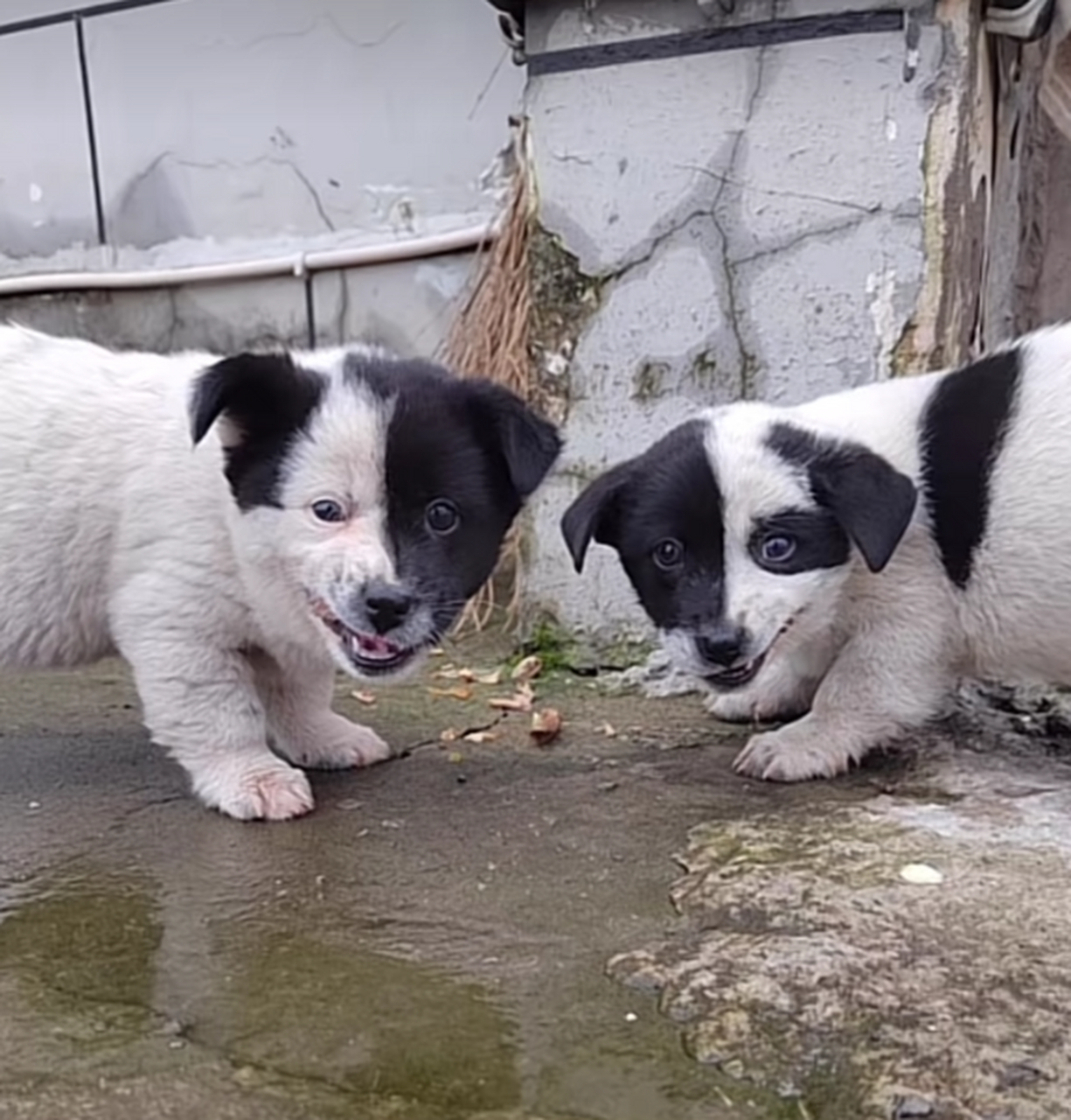 这不就是"玄冥二老"重出江湖!这俩狗子长得也太搞笑了!