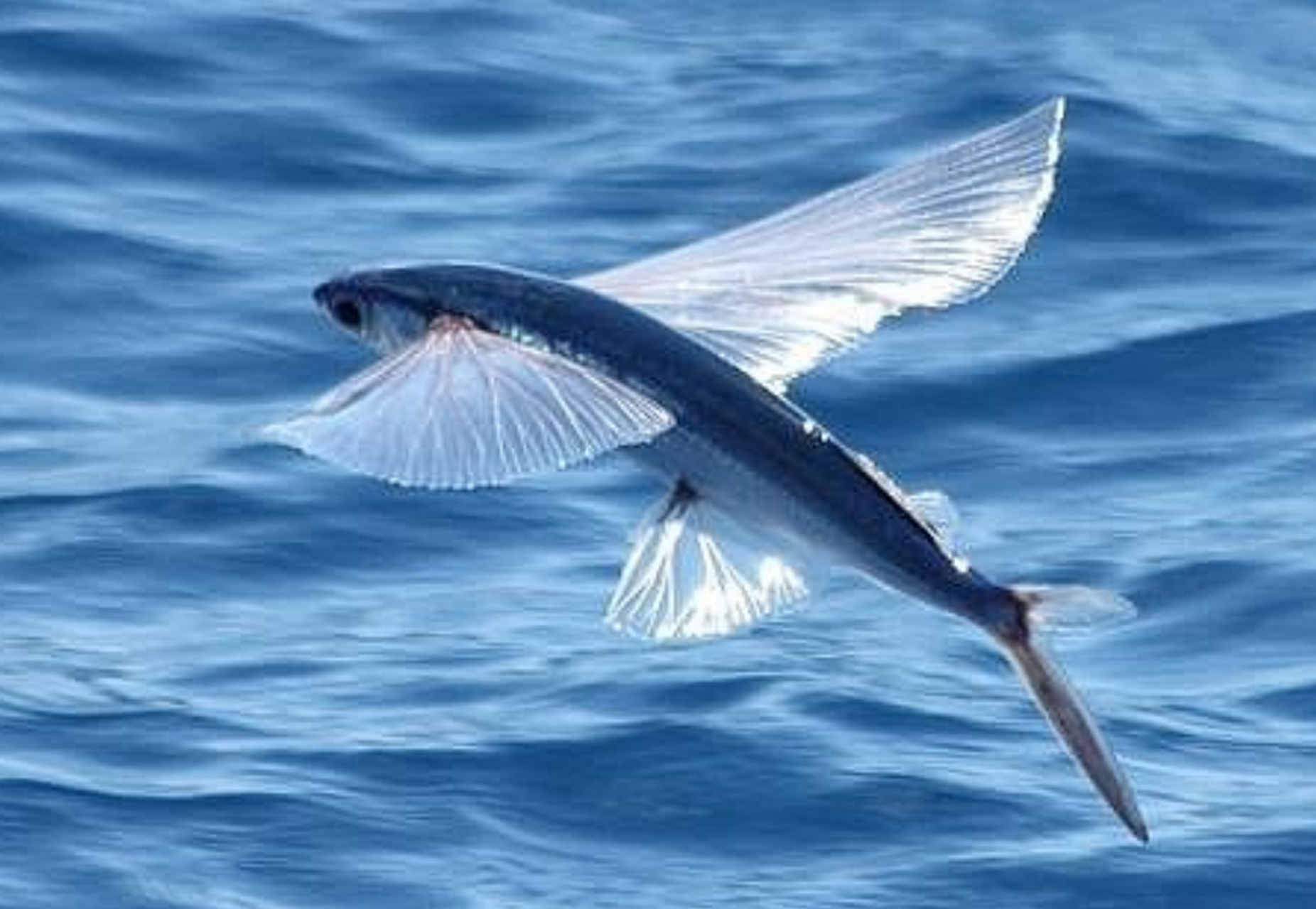 据《山海经》中描述,飞鱼是长着鱼的身体和鸟的翅膀,那么在现实世界中