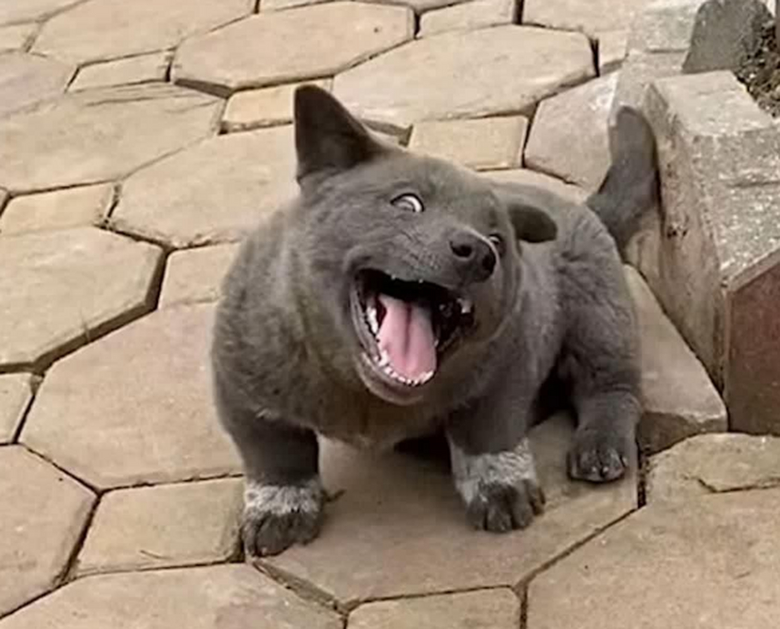 看傻狗这表情是想表达什么意思