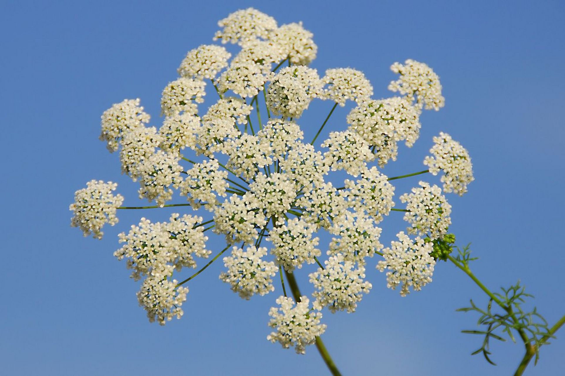 手捧花自由,从大阿米芹(蕾丝花)开始 大阿米芹 拉丁名:ammi majus 科