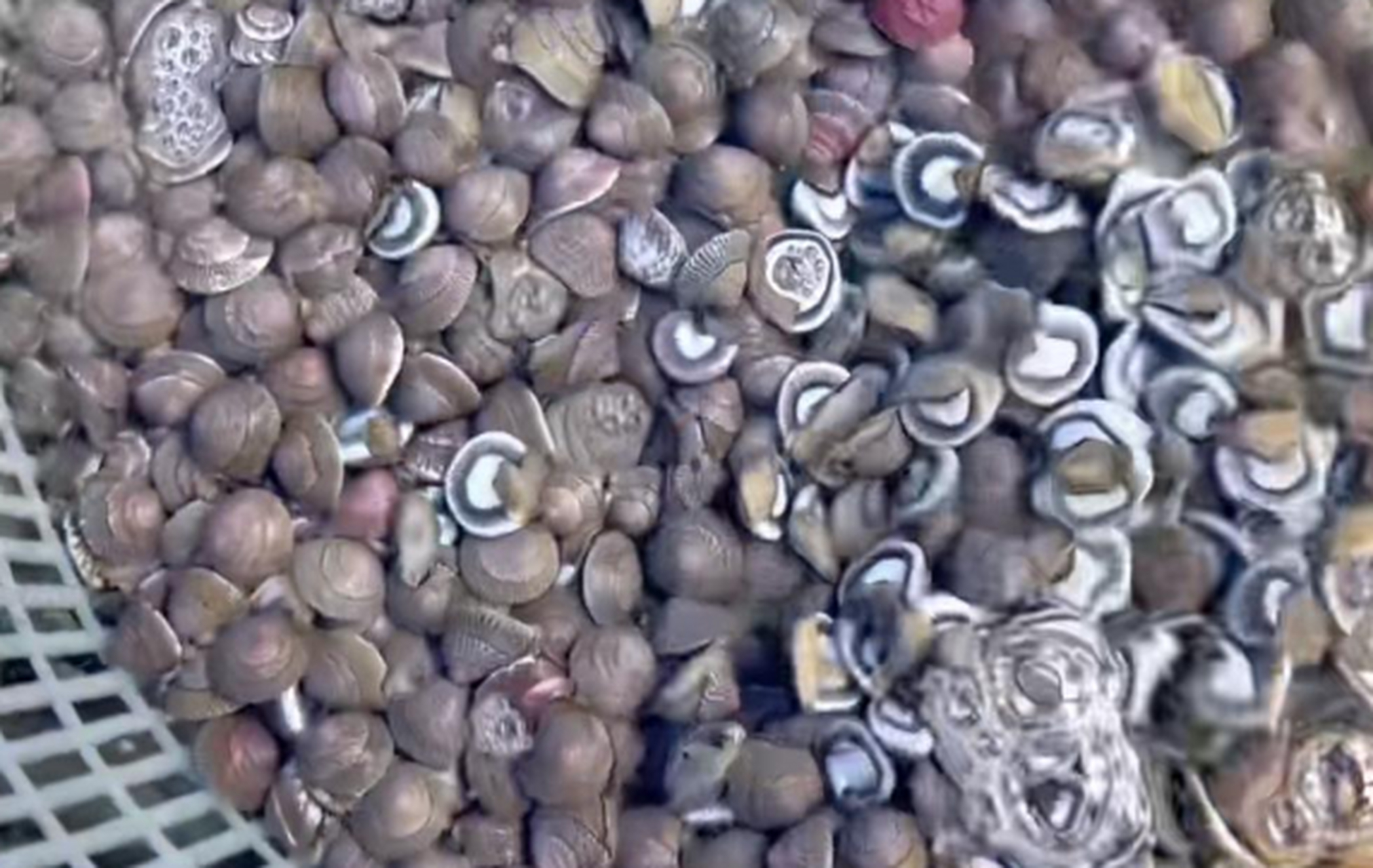 马蹄螺,有喜欢的吗