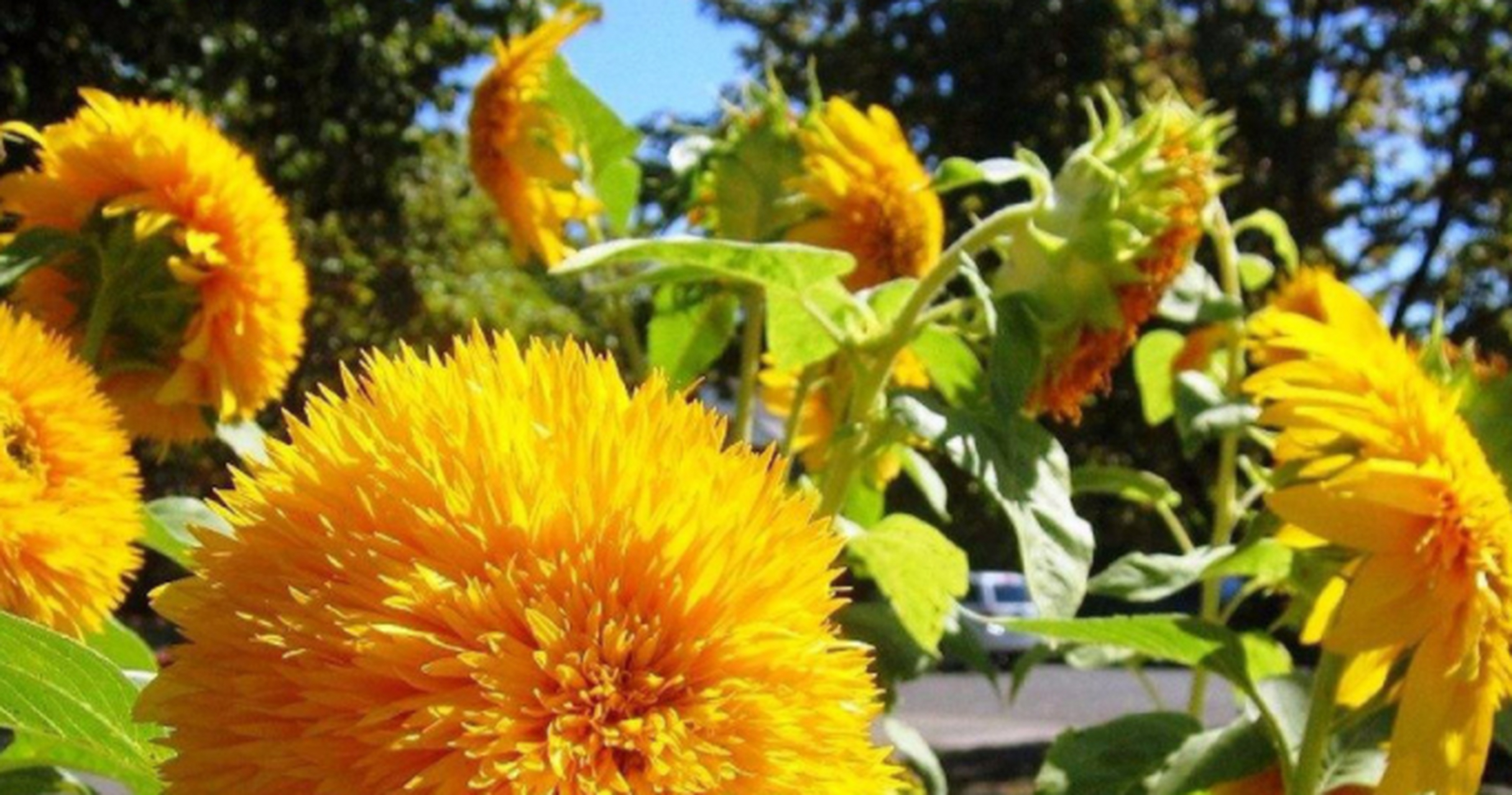 玩具熊向日葵 这个品种的是能够用来地栽或者是我们最常养花的方式那