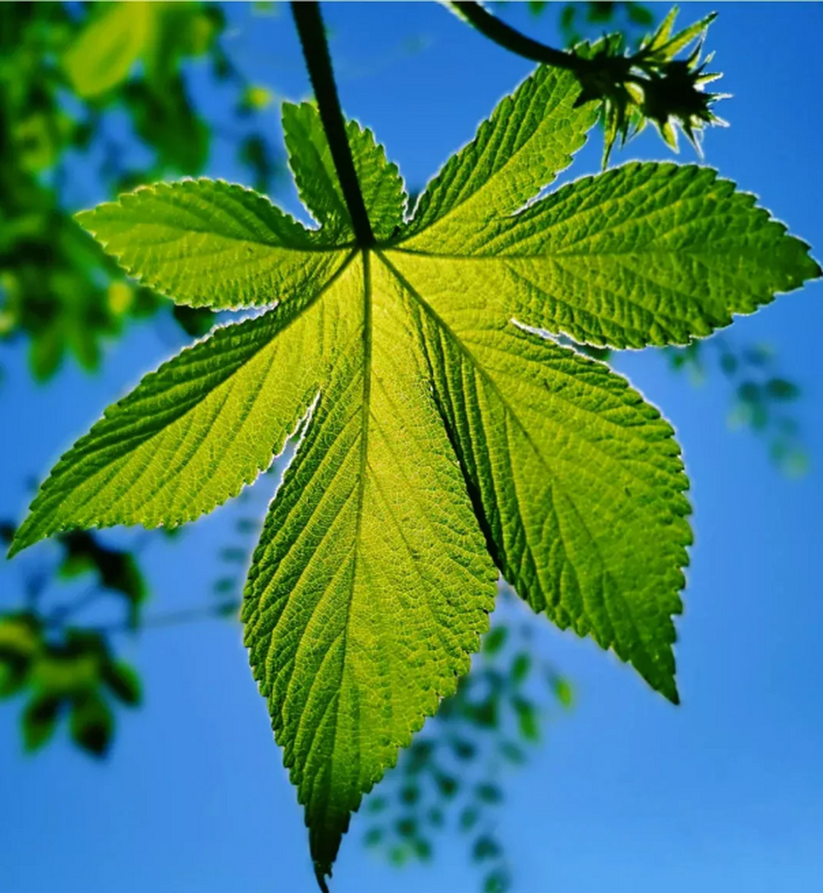 春天的树叶,美味又健康,你吃过几种呢? 1.柳树芽:凉拌,煎炒  2.