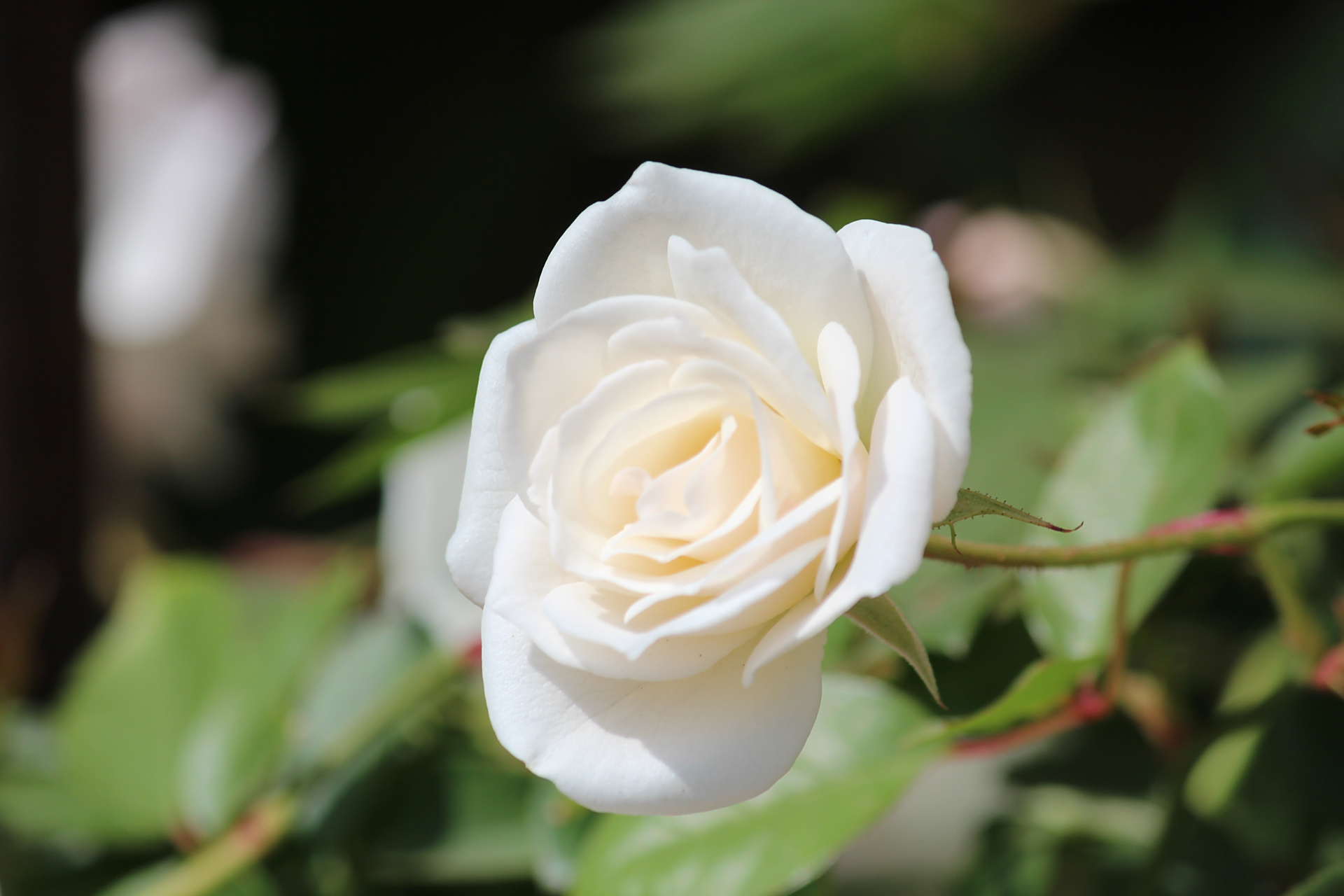 原创摄影之纯洁的白色月季#金秋图文动态创作节