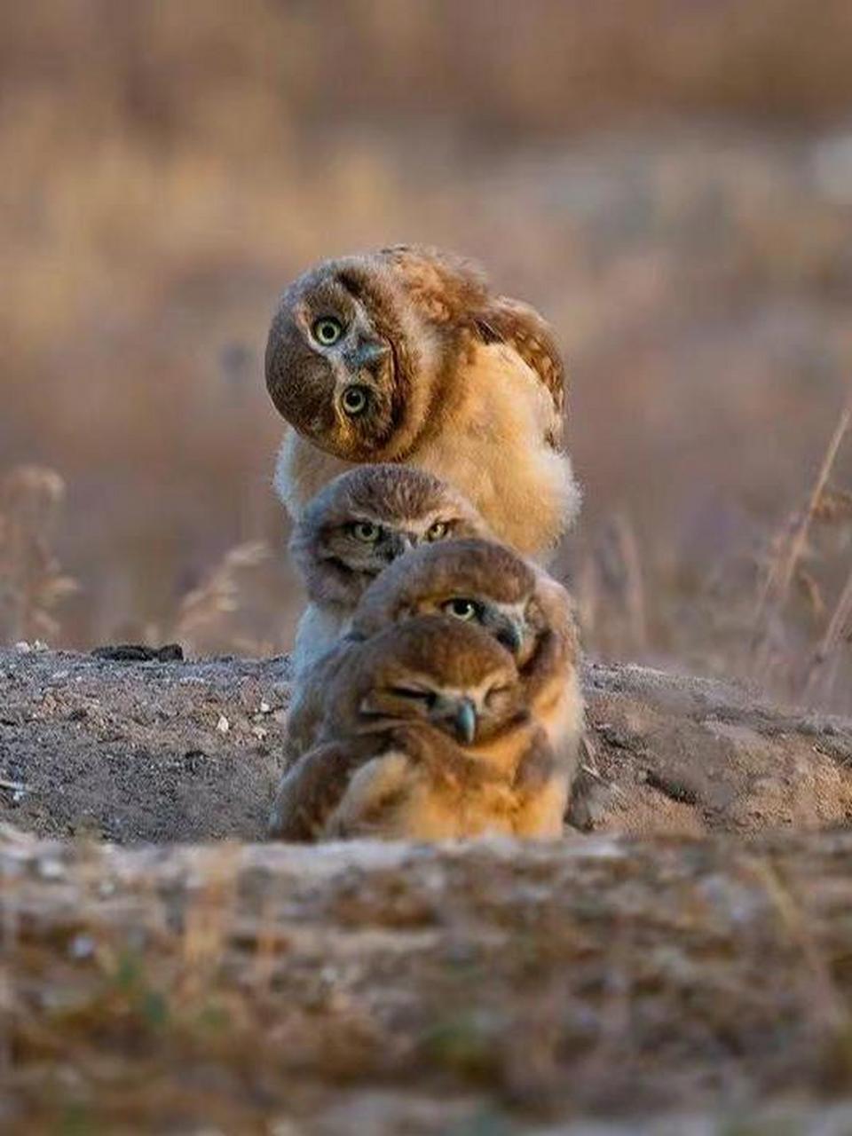 最后一只歪着头好可爱呀.