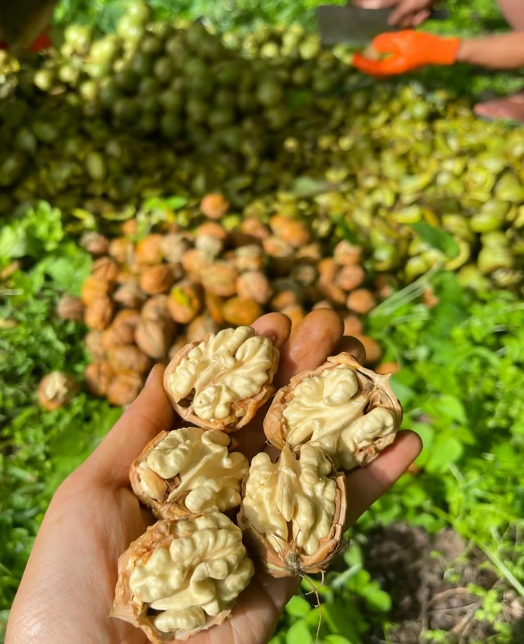 秋天是核桃的丰收季节,核桃树上结满了饱满的果实,散发着诱人的香味