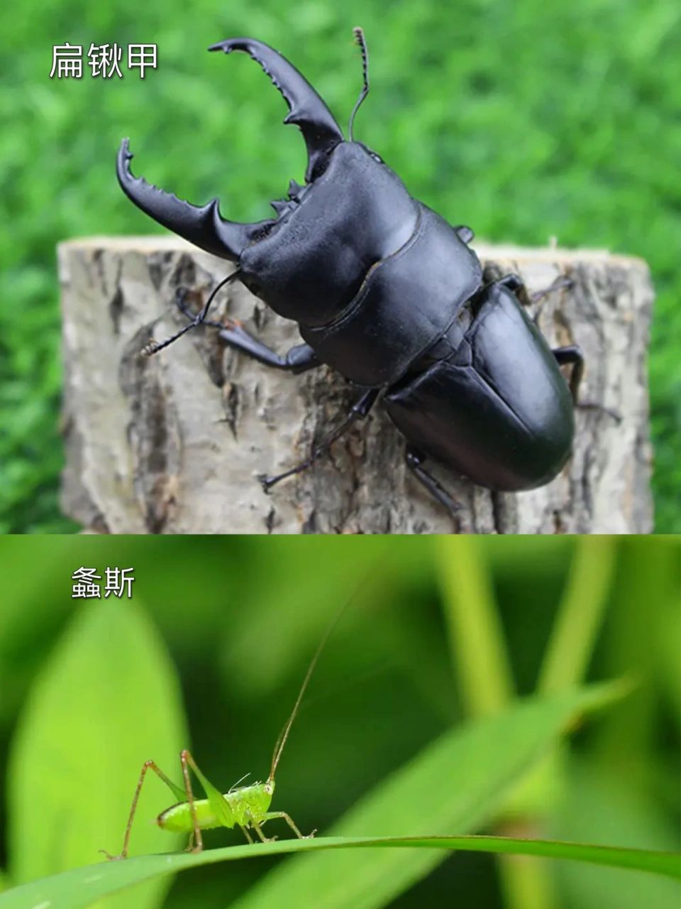 夏天常见的昆虫有哪些图片