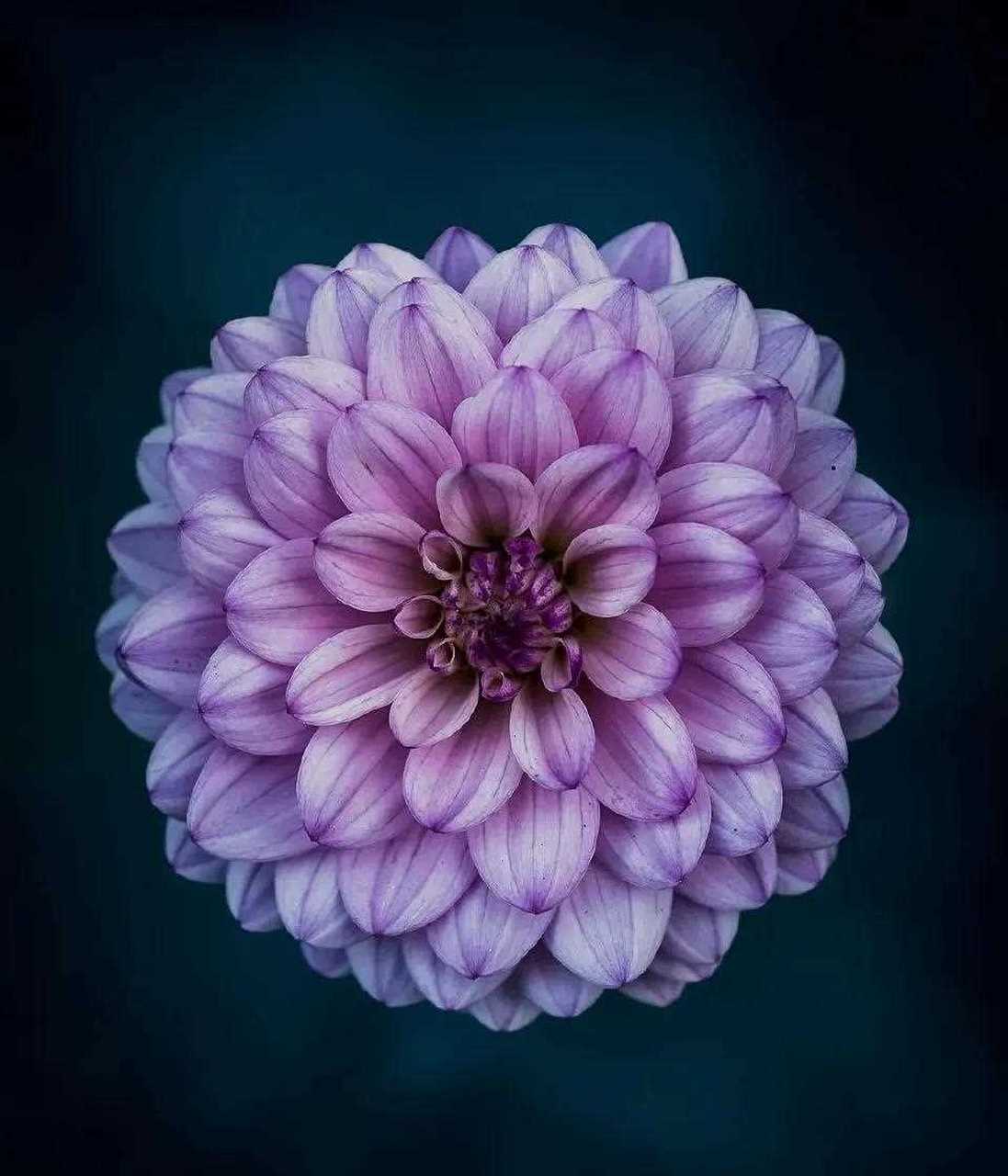 花朵摄影,用统一的俯拍角度,拍摄盛开的美丽鲜花,更能诠释不同种类