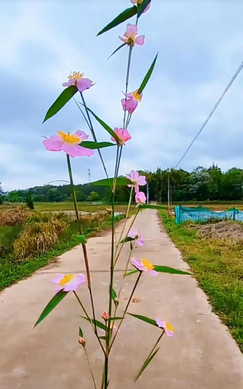 竹子花!知道和玩过年纪不轻了