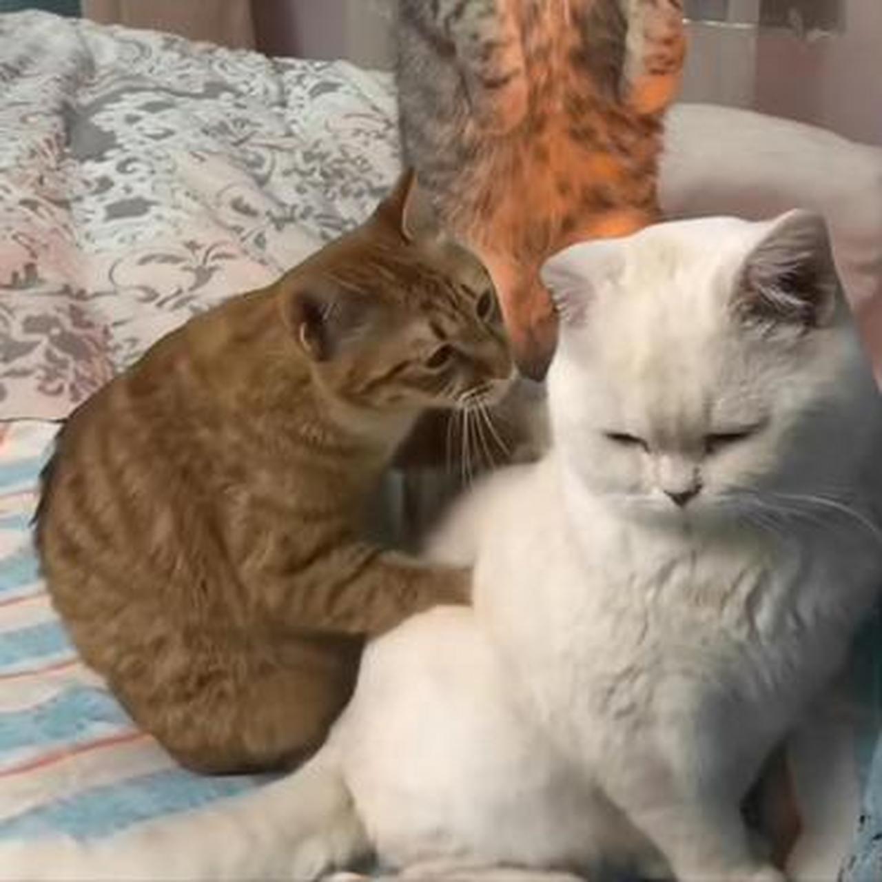 会按摩的猫是很可爱,可表情太猥琐了.