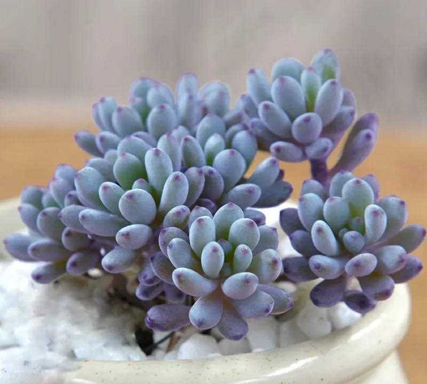 蓝豆是一种小巧玲珑,很别致的多肉植物.