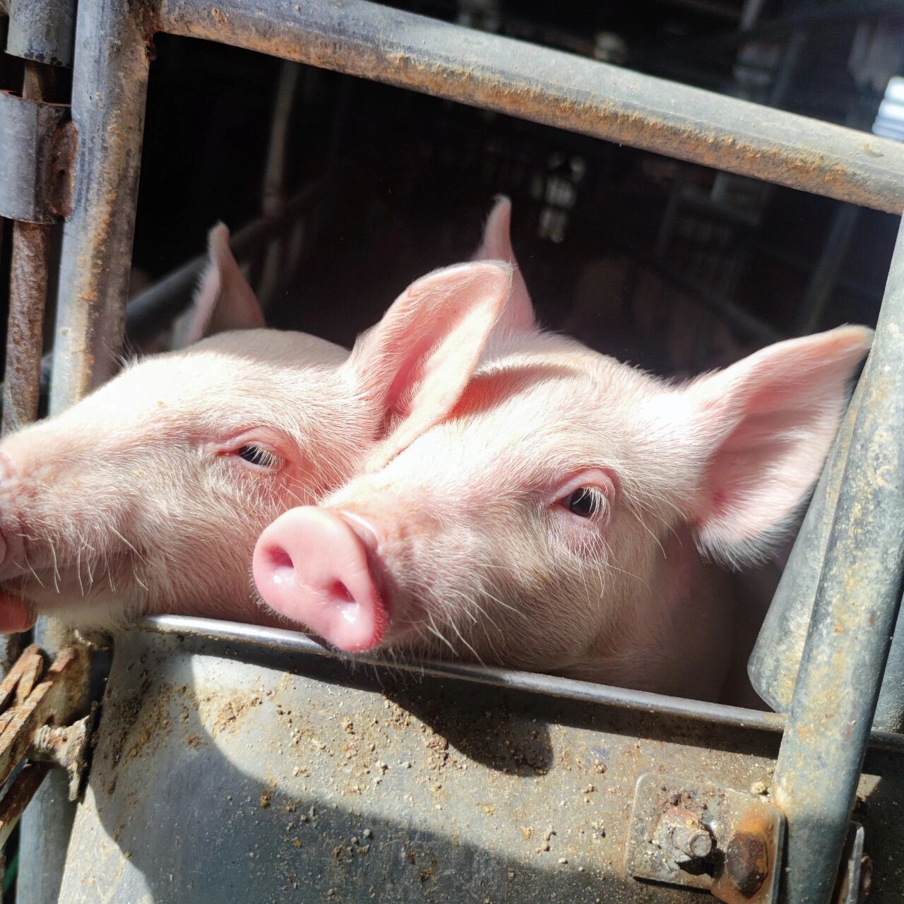 热乎的大头猪照	热乎的大头猪照