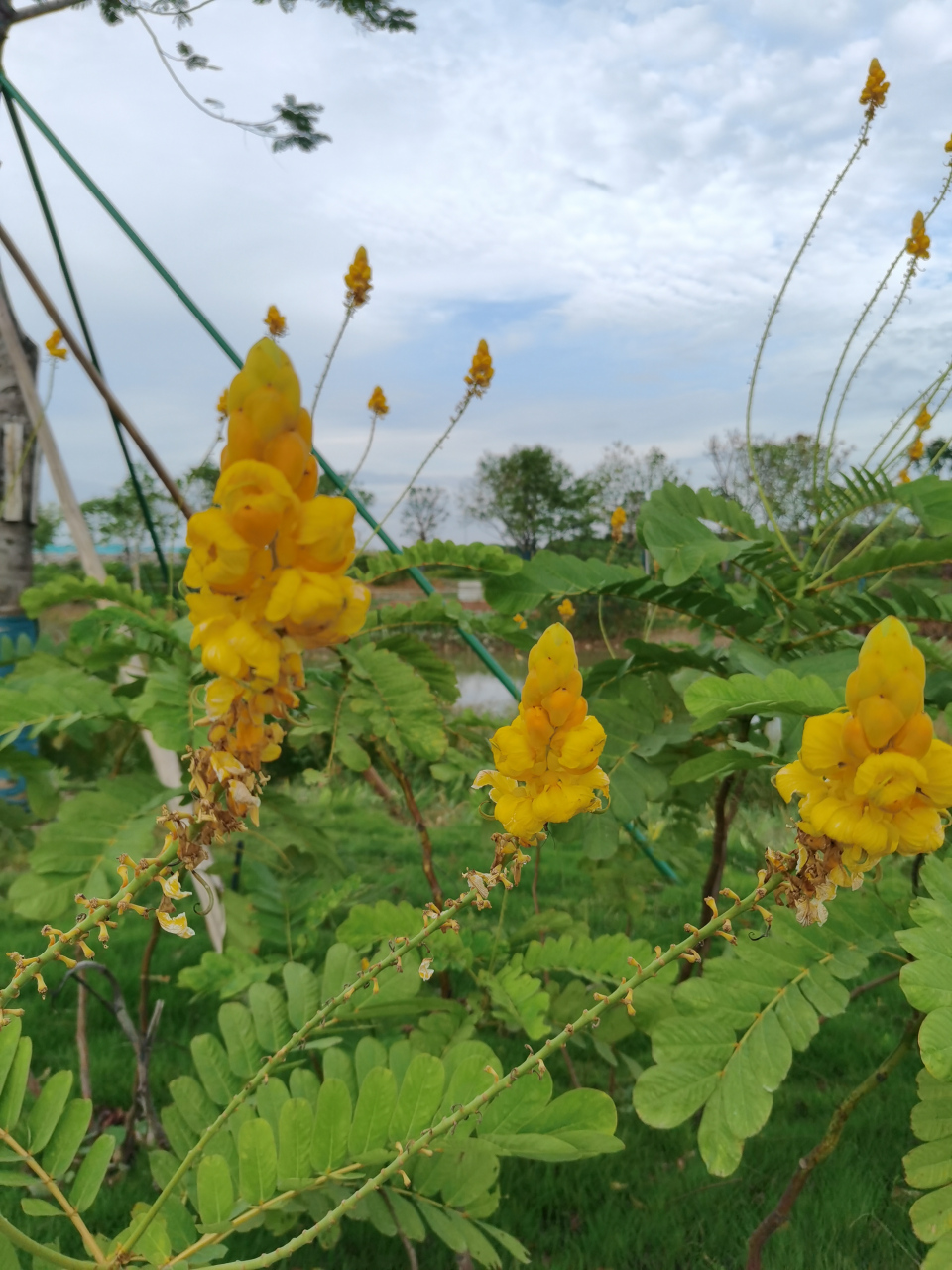 翅荚决明花语图片