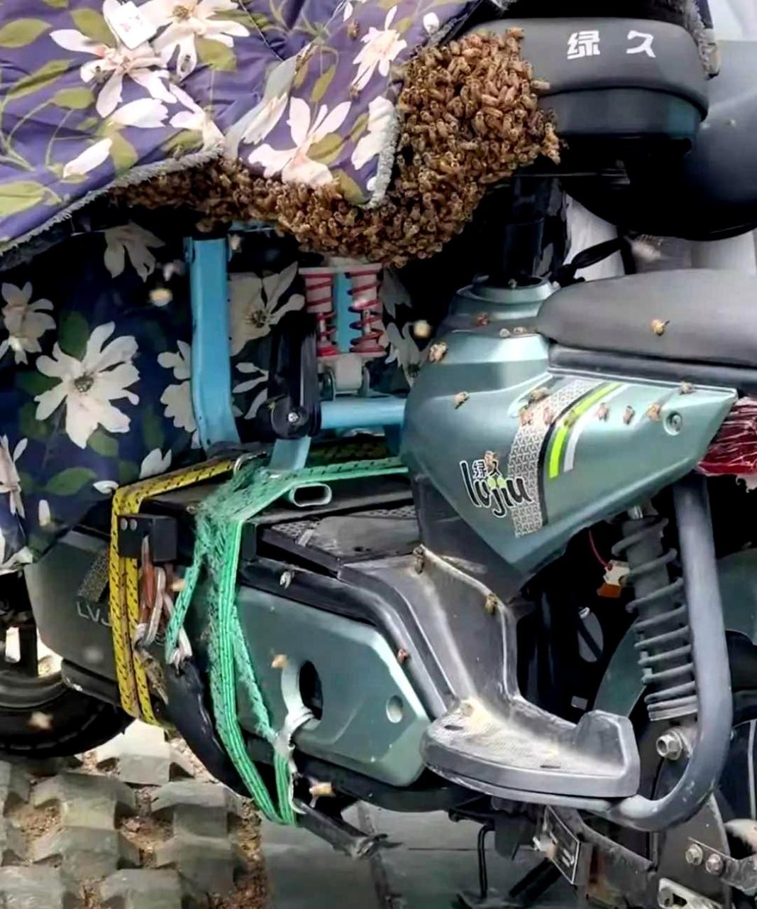 这辆电动车不适合,坐上去会很不舒服,不知道用吸尘器能否将蜜蜂吸走