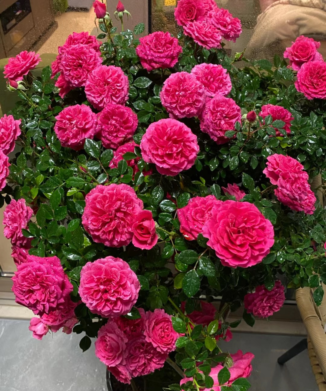 微型月季花"双子座阳台",海神王的芽变品种,植株低矮紧凑,高仅有30-40
