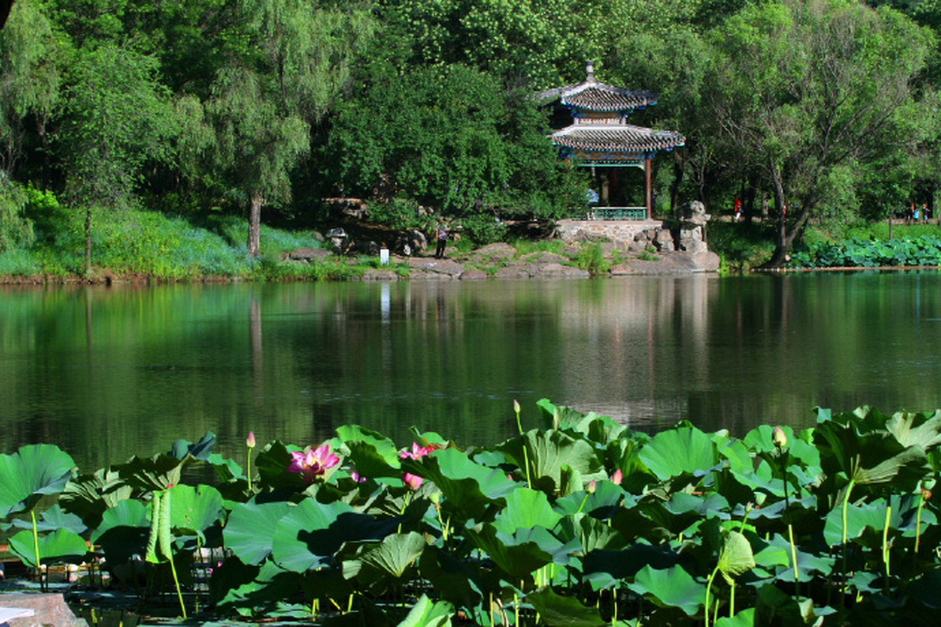 夏天还没到,我却开始期待避暑山庄的荷花盛开.