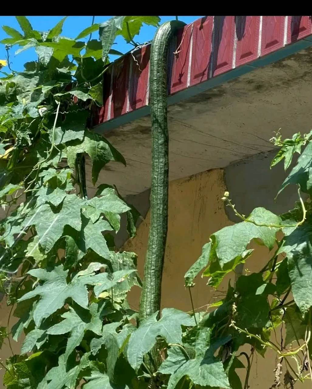 这丝瓜看起来像蛇一样.[开心]