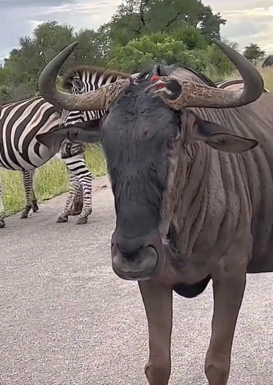 这什么鸟爱钻牛角尖啊?