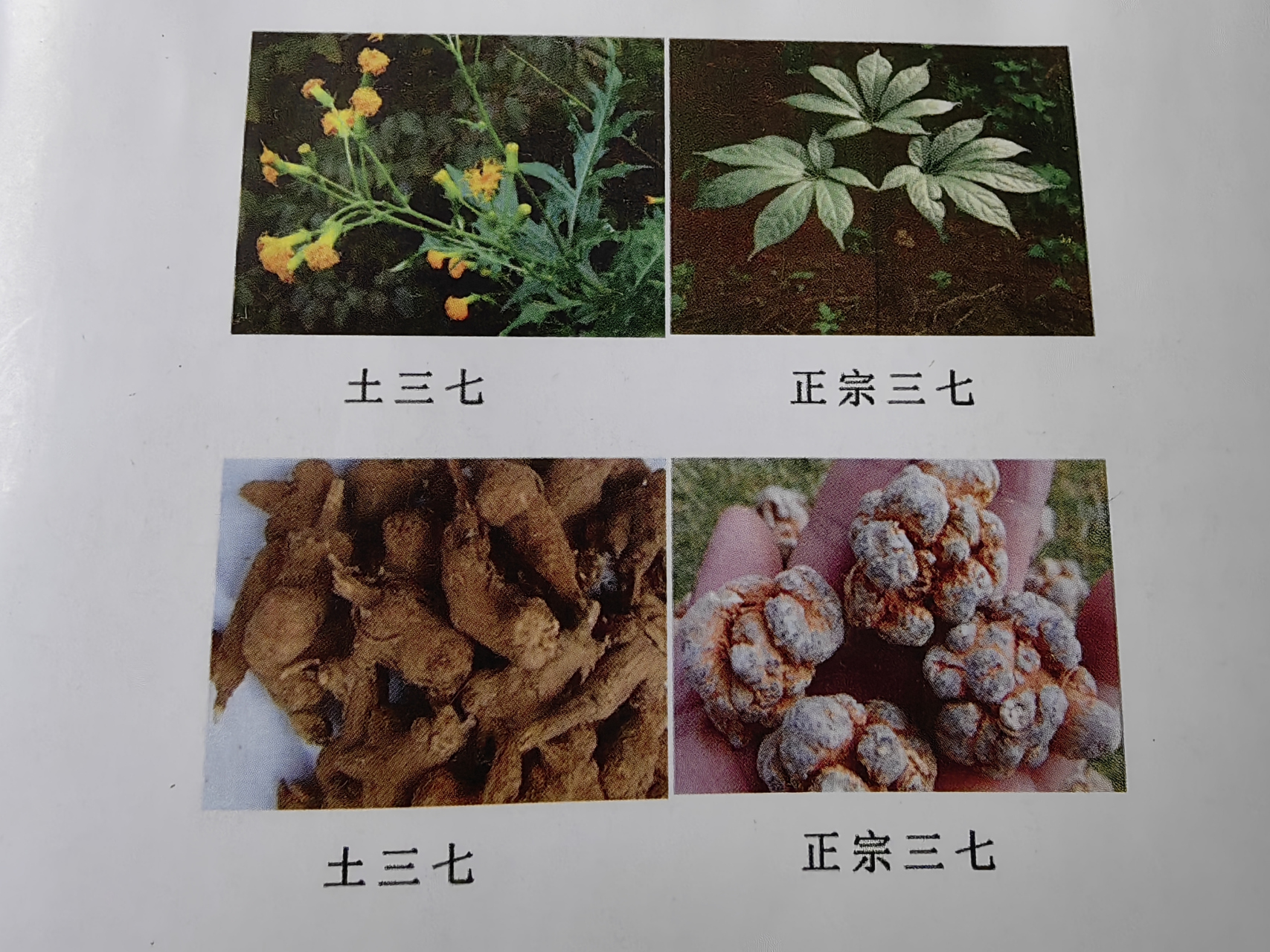 土三七的功效与作用图片