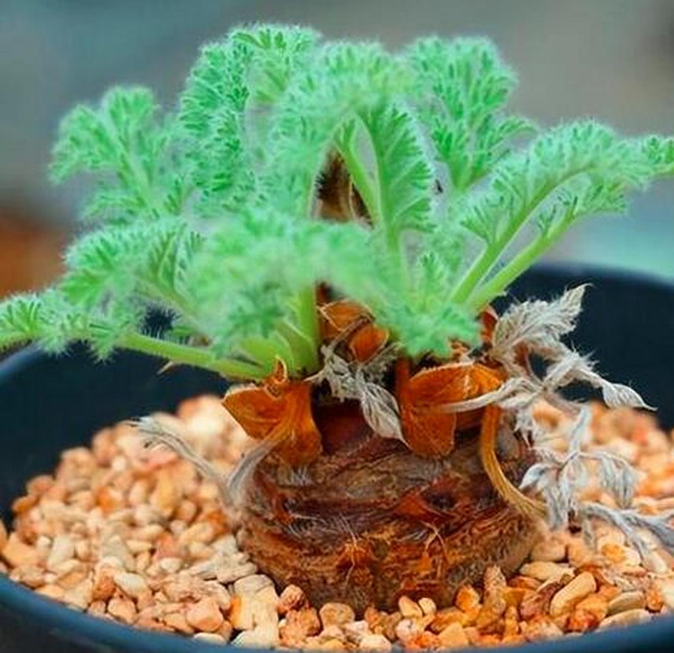 羽叶洋葵是洋葵属当中的一个经典植物品种,它是属于块根类的植物,叶片