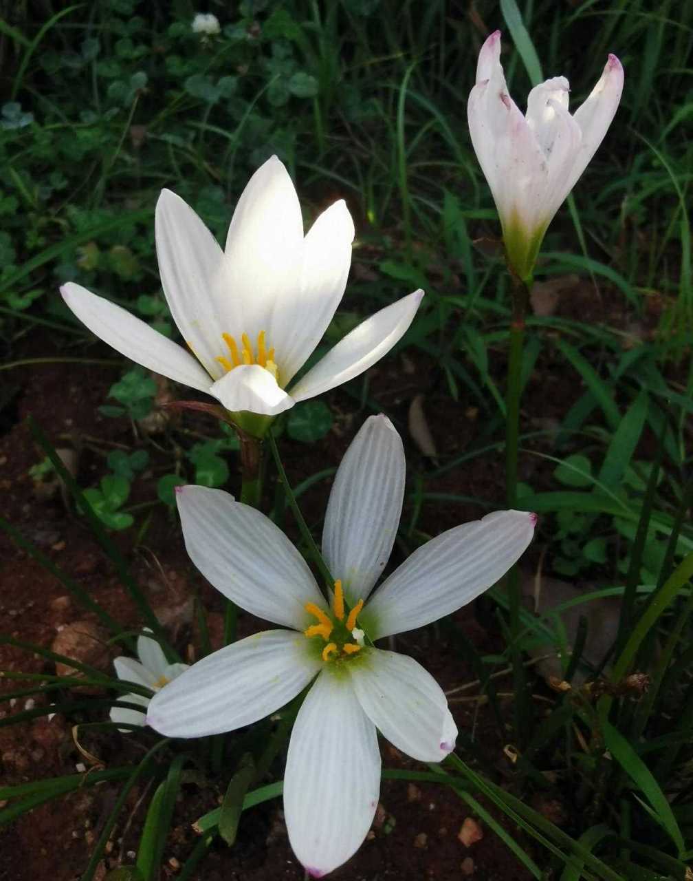 我种的白色风雨兰现在开得正好,洁白素雅.