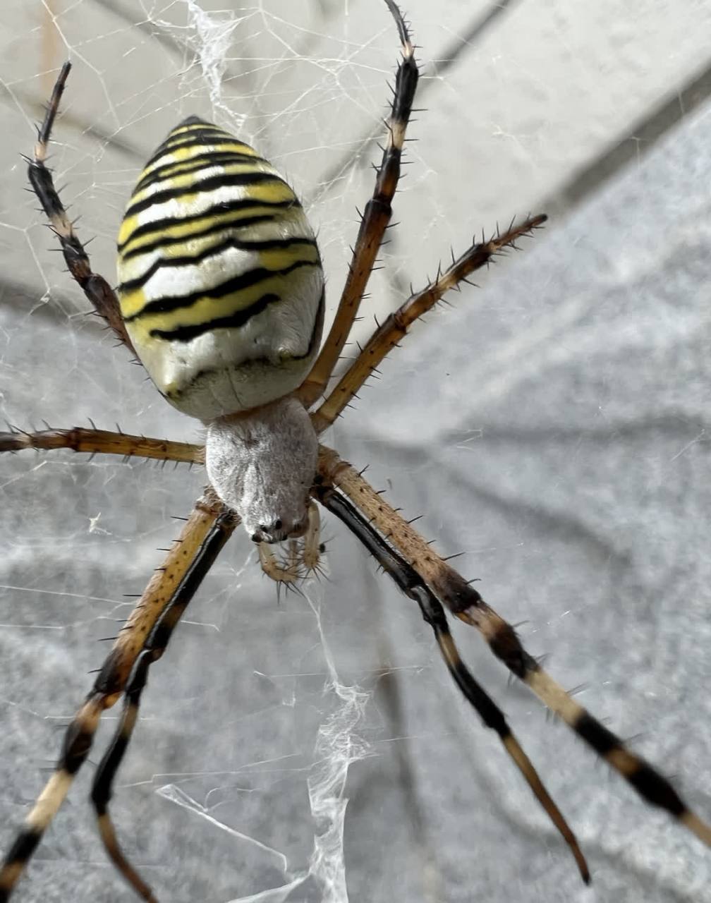 原来蜘蛛是这样吐丝的,真是有见地啊![微笑]