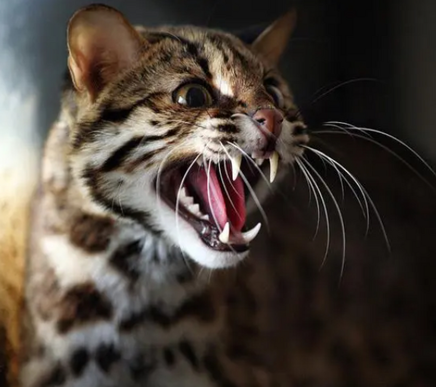 养了就牢底坐穿的4种猫!