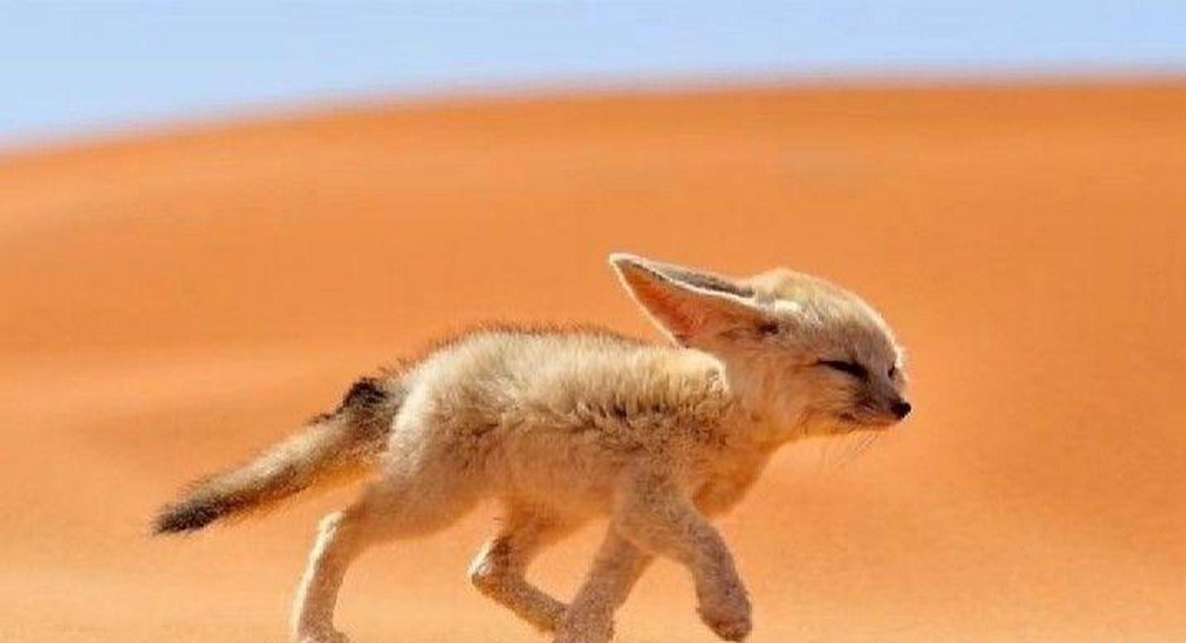 一只耳廓狐很可爱,但一摞就. #搞笑趣味图