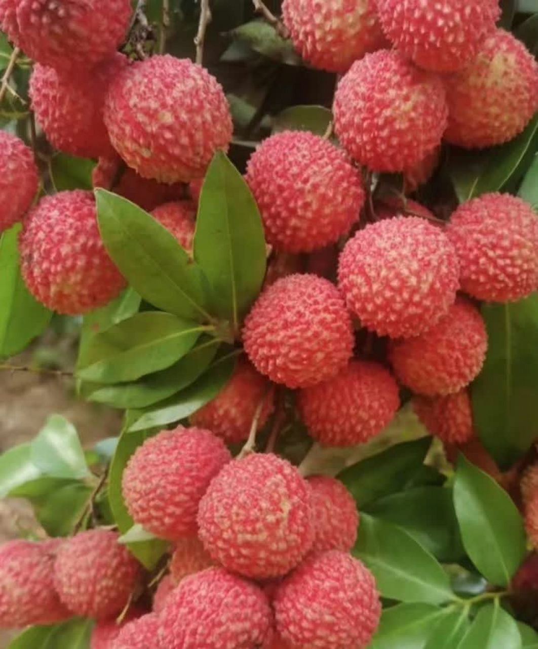 到了水果季节,看着各种水果漂亮的图片,真想吃多少就吃多少