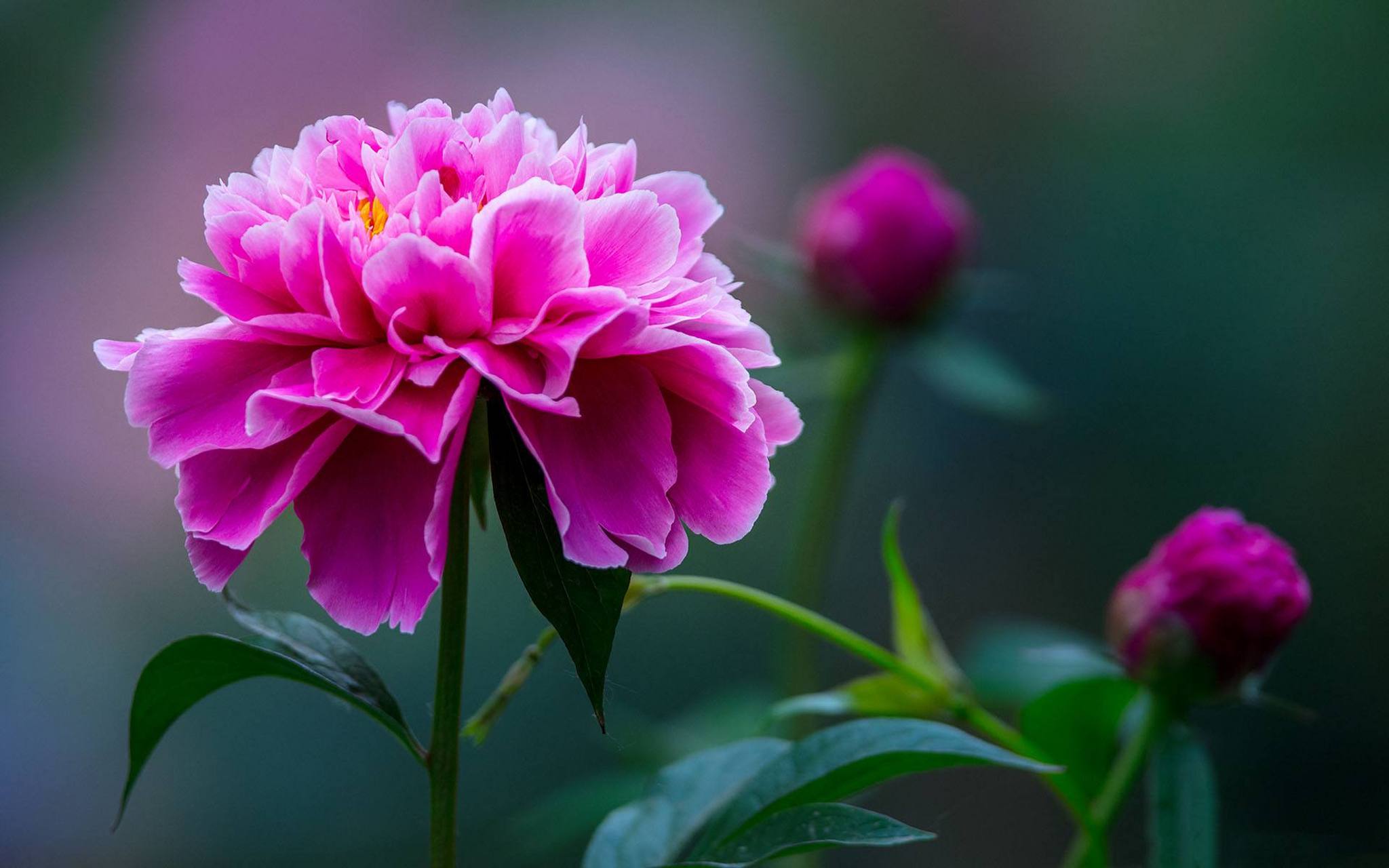 以下是一些有用的提示,帮助您成功地养殖盆栽芍药花.