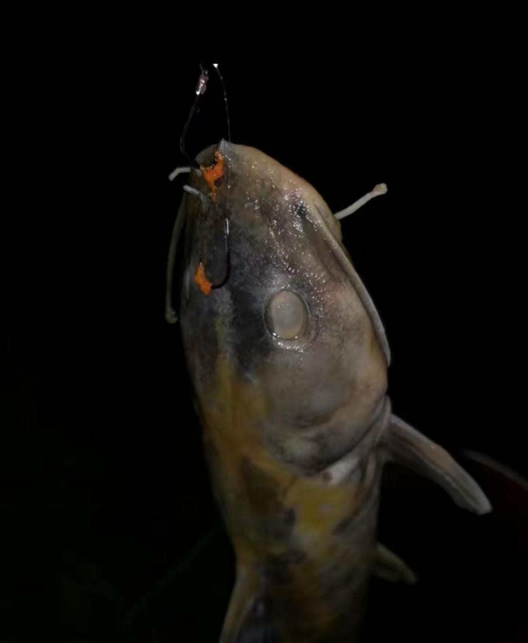 网友:死鱼正口怎么办?[呆] #趣图搞笑