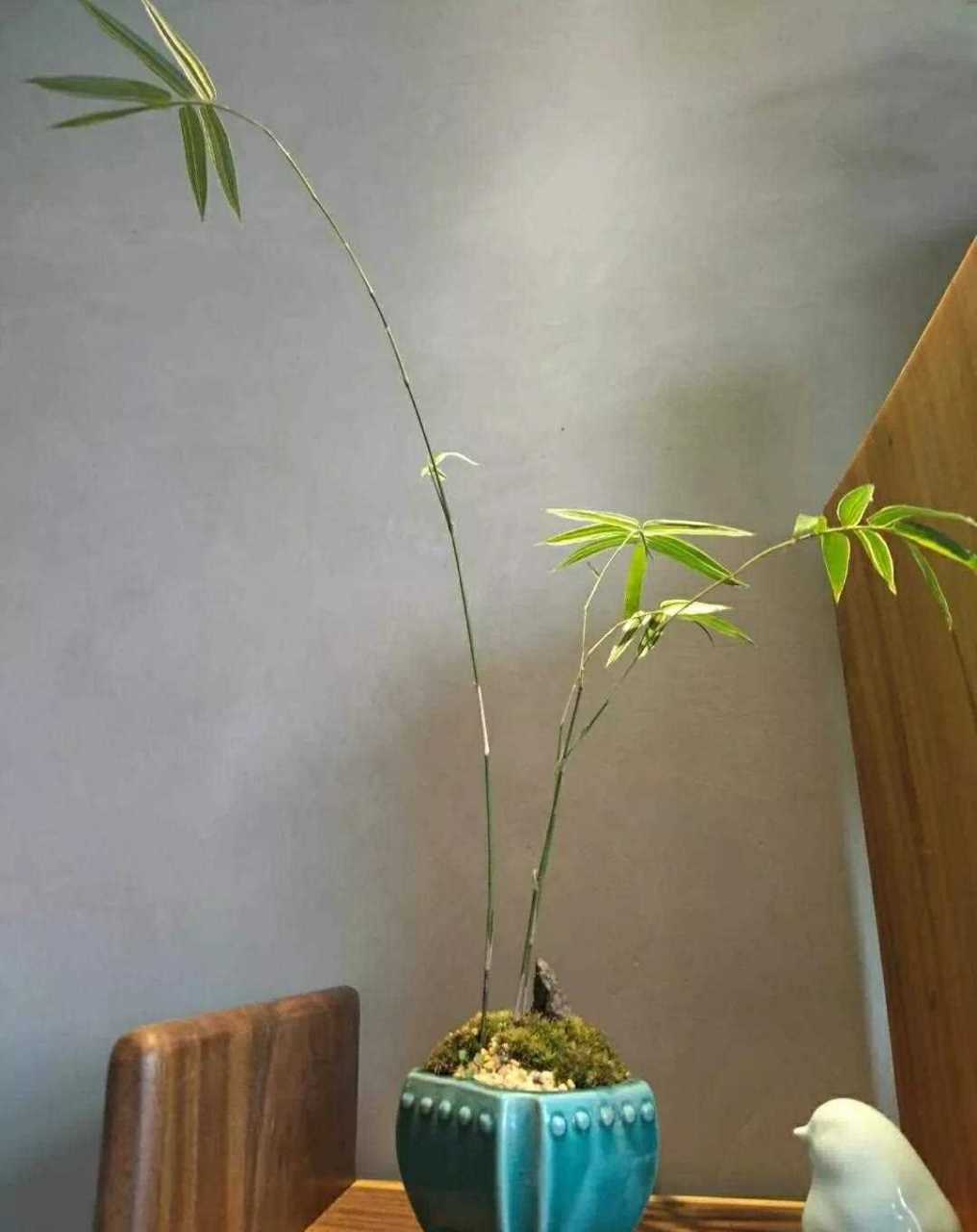 家有竹  人富贵   事业旺  节节高  家庭盆景翠竹欣赏