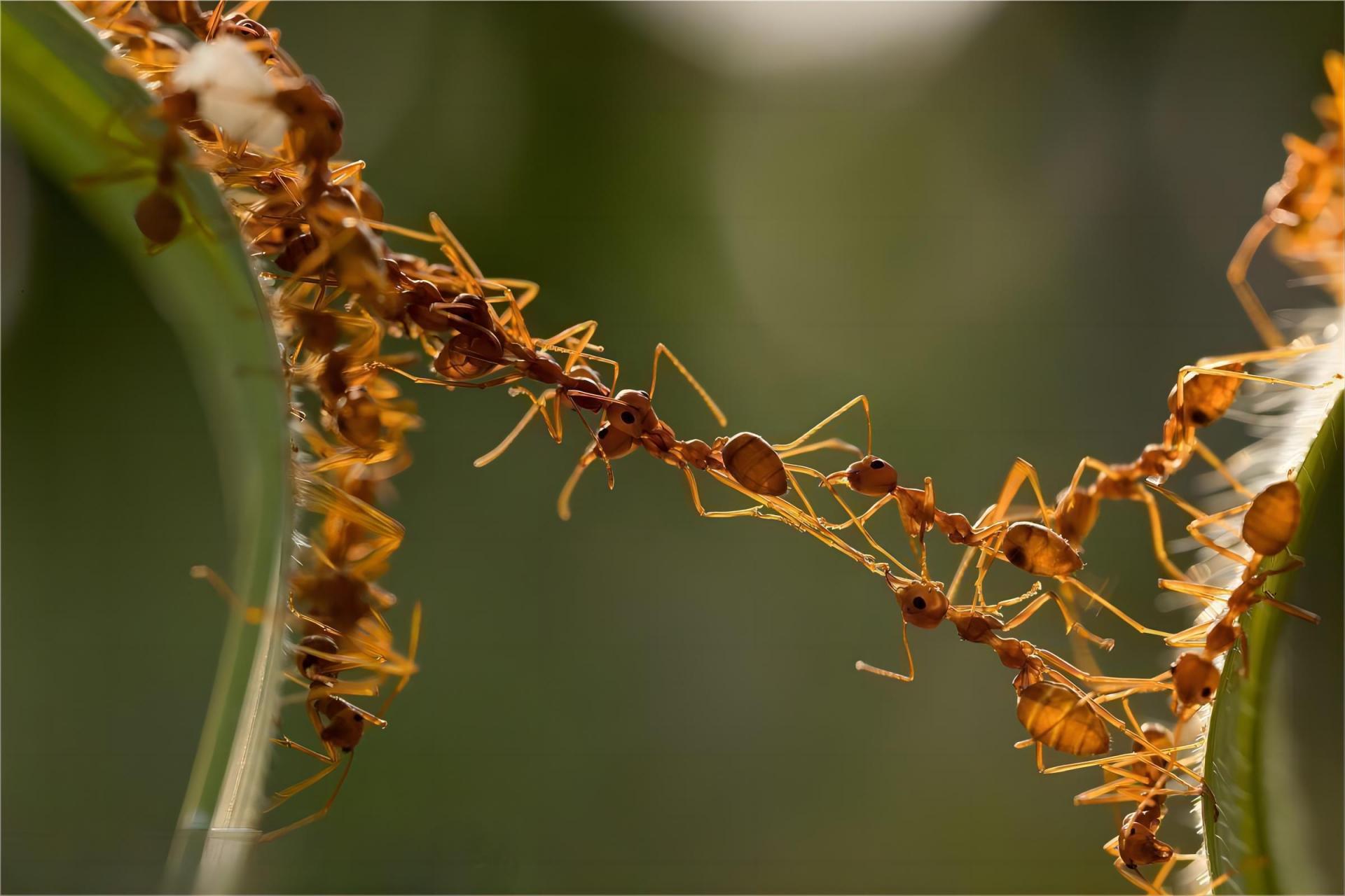 科学家发现蚂蚁可以合作组成"桥",为群体移动提供更