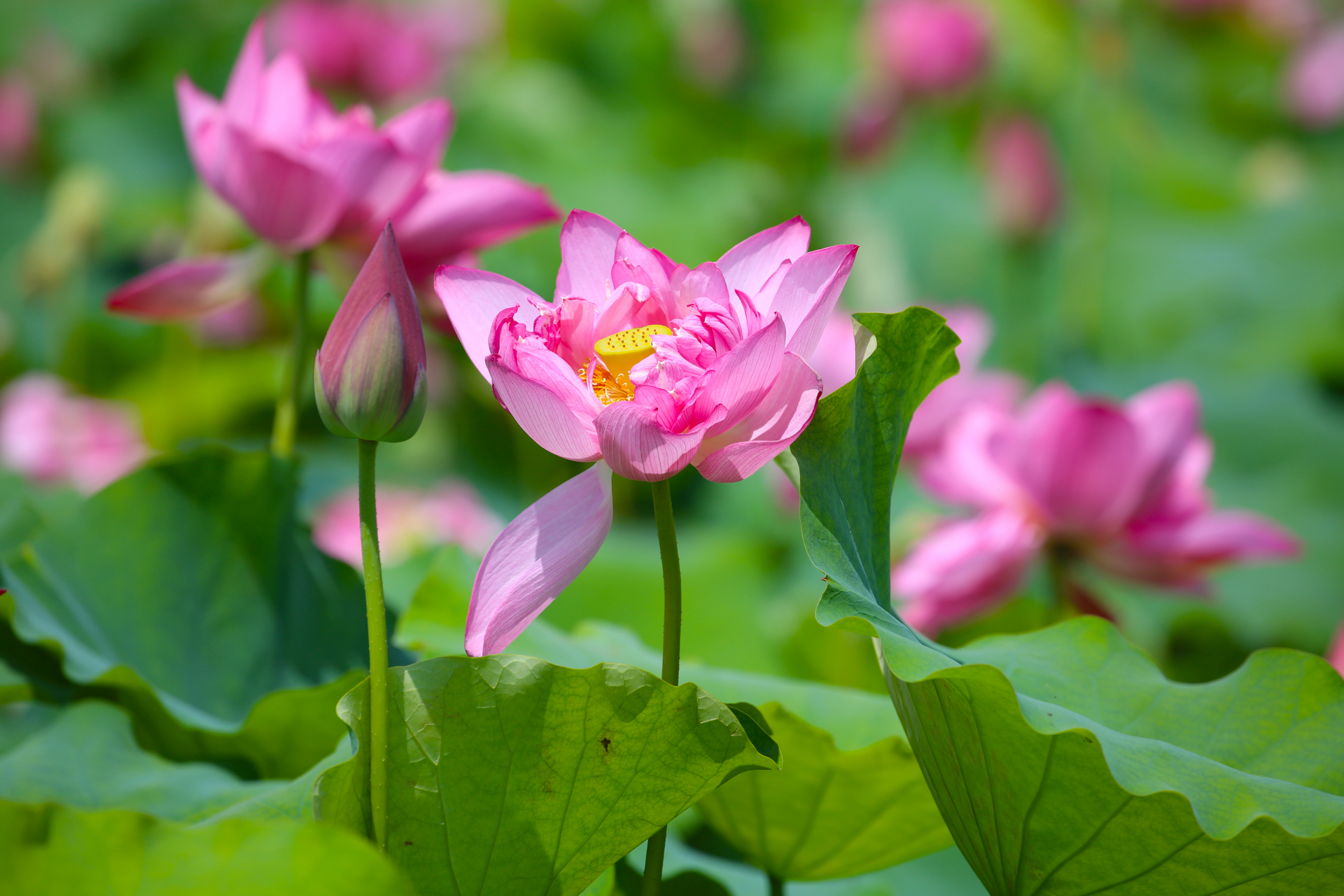 的荷花盛开日,在广西壮族自治区贵港市区18公里外的覃塘田园综合体内