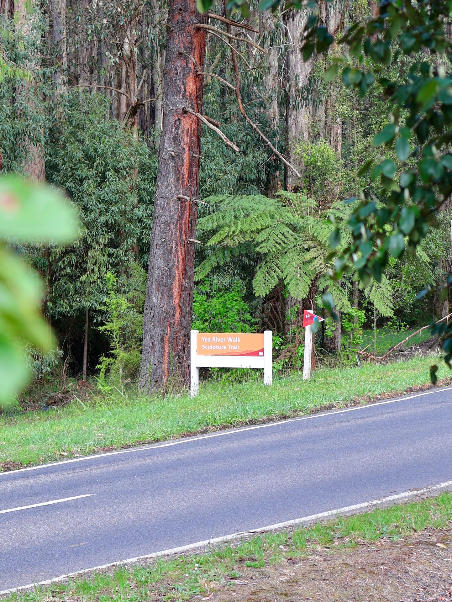 墨尔本爬山好去处toolangi state forest