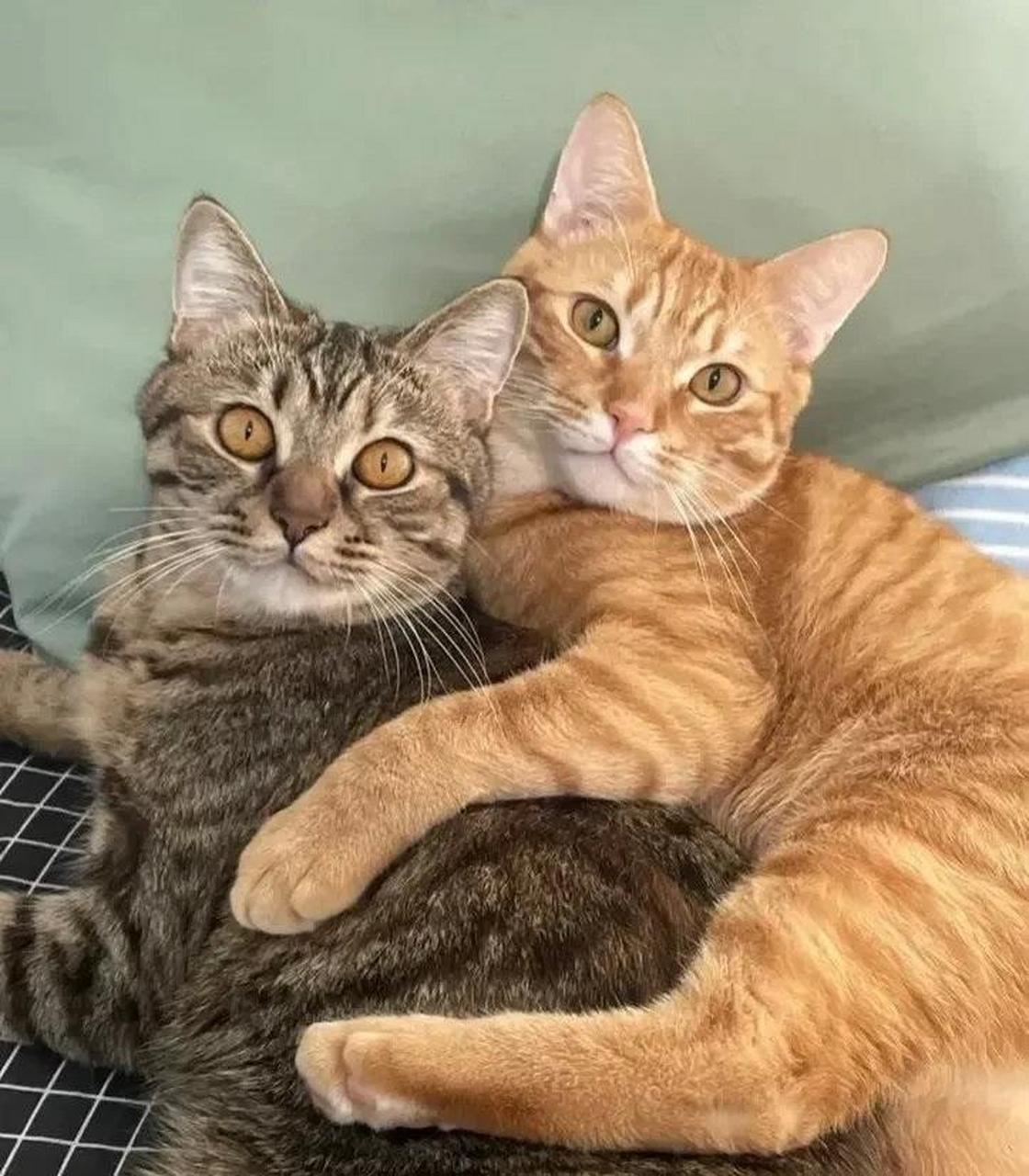 给家里的两只猫咪拍合照,让它们表现得亲密一点,结果就变成了这样[笑