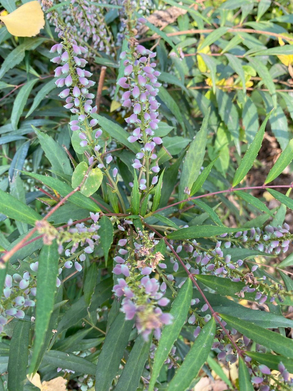 名字奇奇怪怪 样子可可爱爱 这株植物的名字叫十大功劳,是谁要这么取