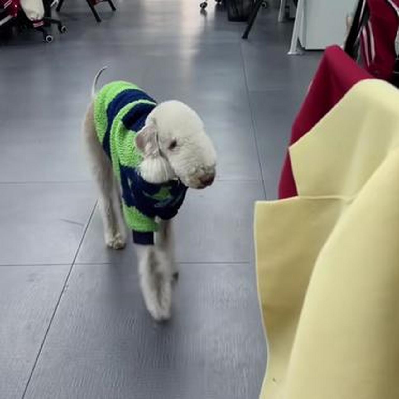 这是我见过最像羊的一只狗.