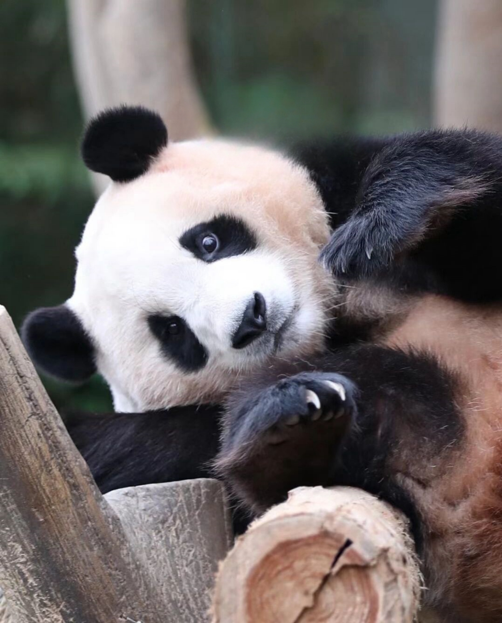 小福小福!  天呐 可爱鼠ee了 福宝就是最耶啵的小熊! 	 尊嘟太可爱了!