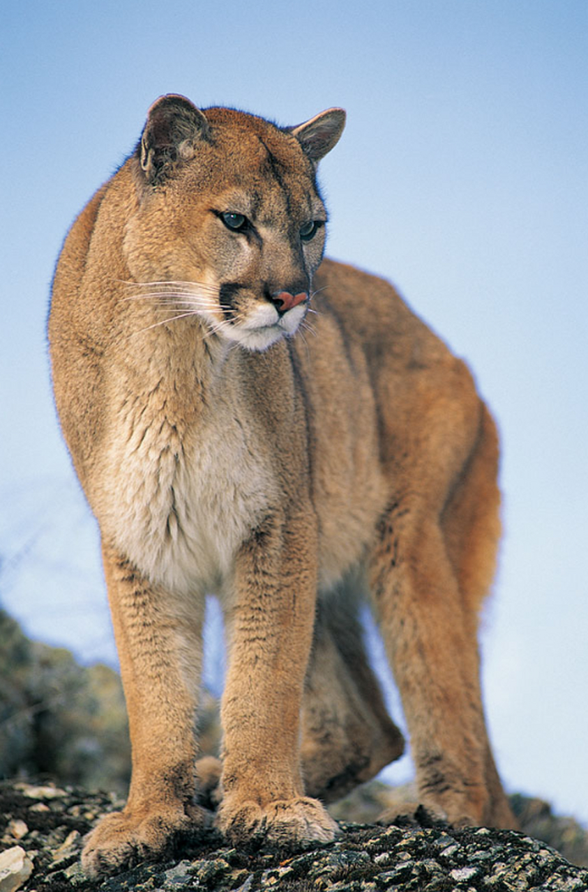美洲狮是世界上最大的猫科动物之一,也是北美洲地区广泛存在的一种