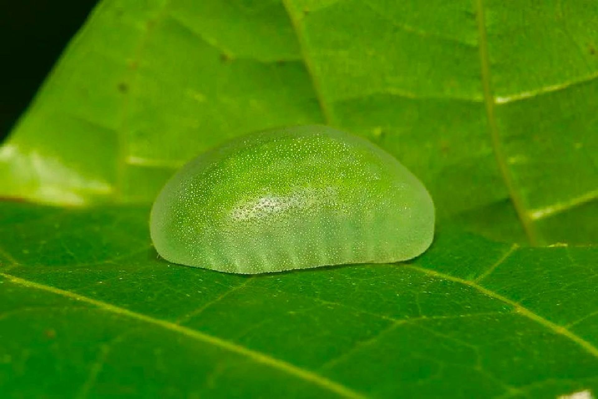 青苹果qq软糖一样的虫 小时候大家有没有被毛毛虫吓到过呢?