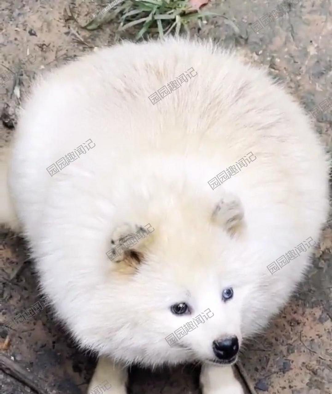 这两只白狐,可真是对比鲜明啊!