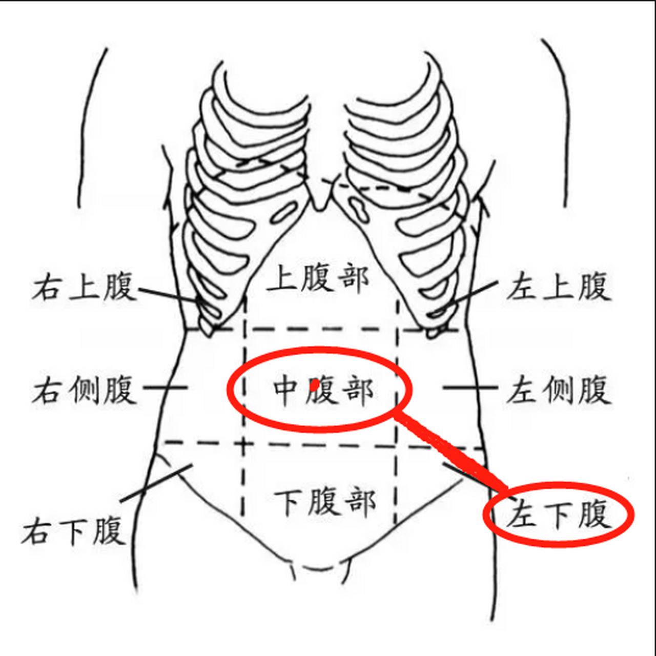 右上腹位置图片