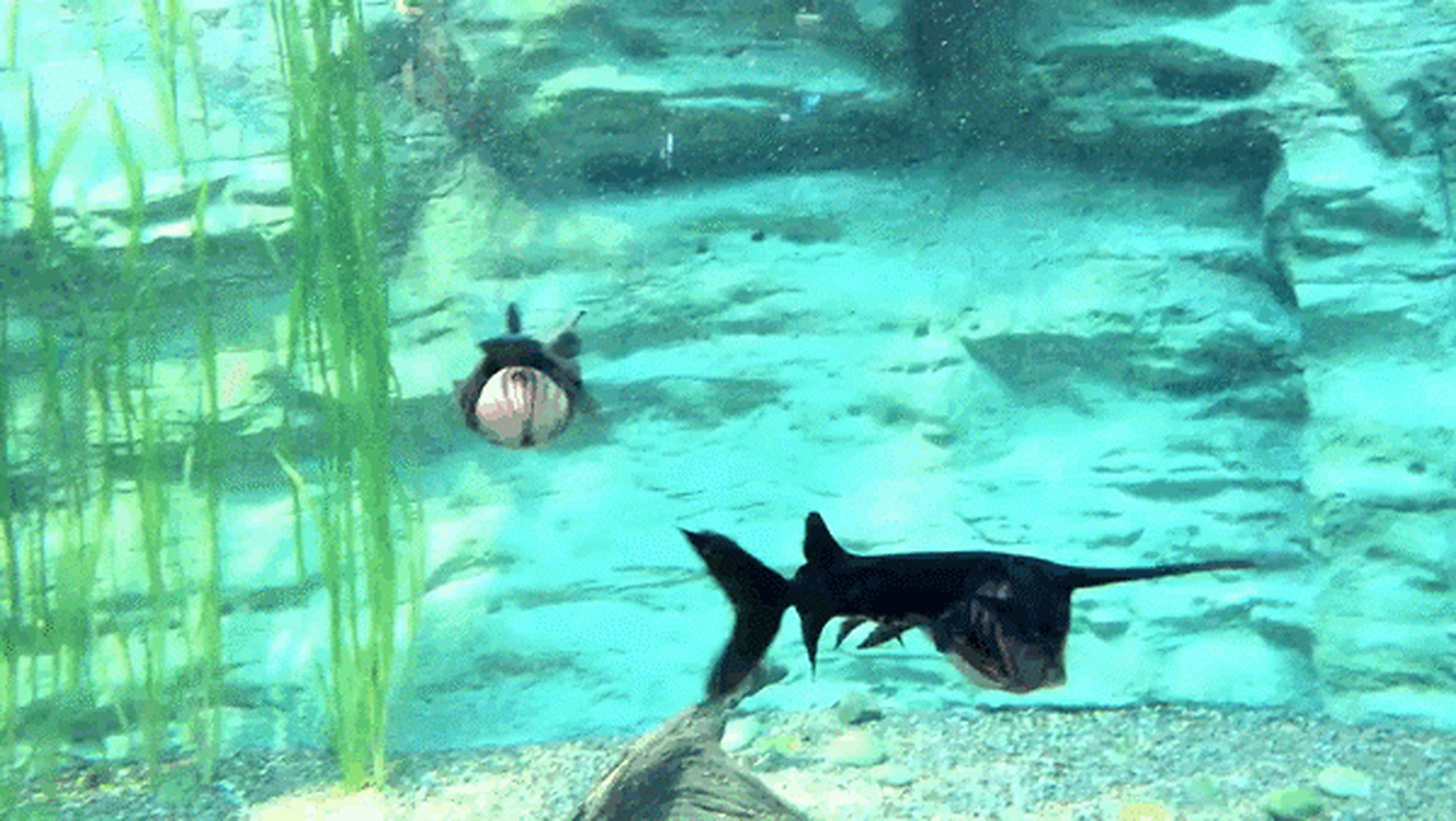 生活在美国密西西比河流域,名叫"匙吻鲟",它们同属"匙吻鲟科",一些