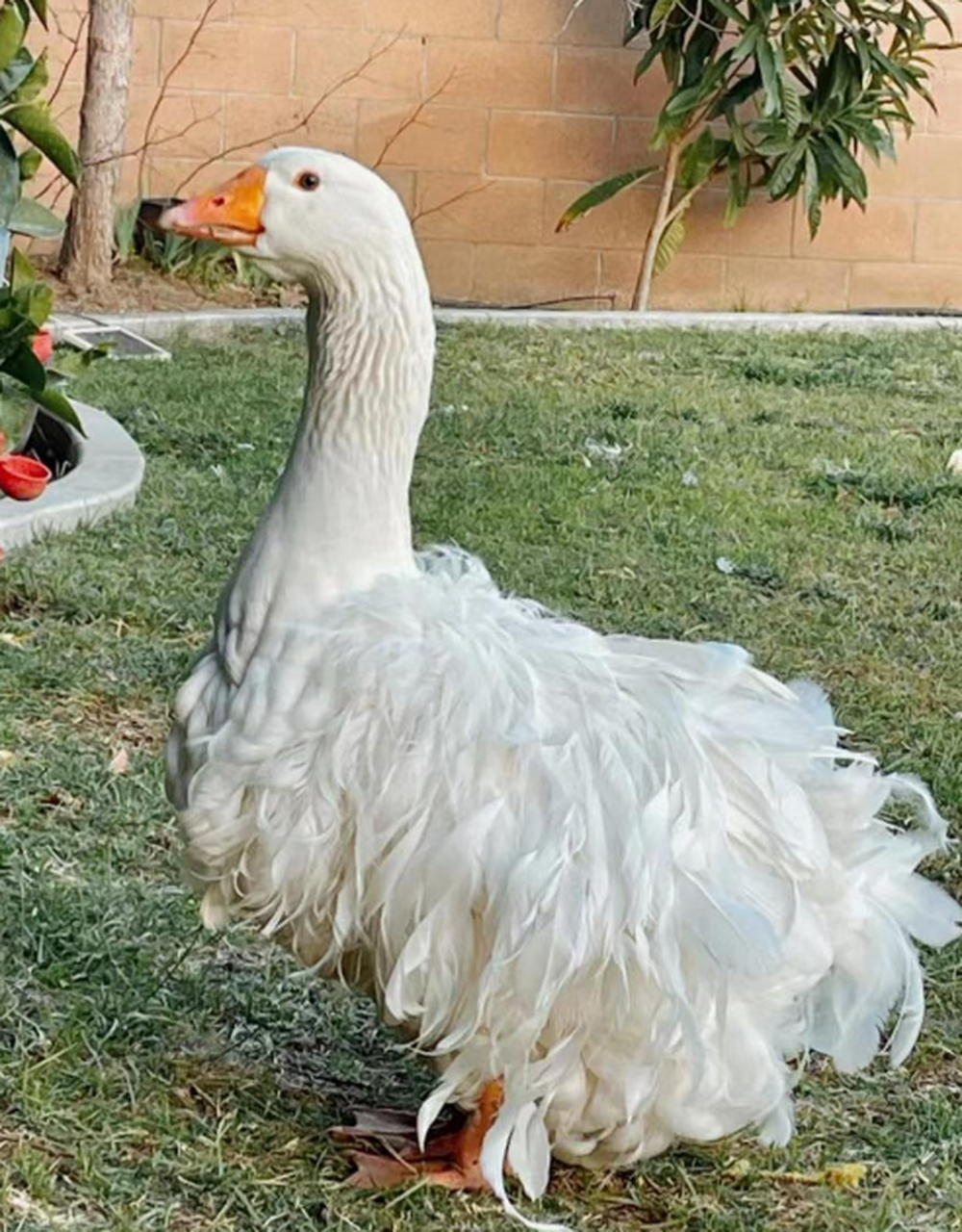 今天去朋友家玩,他家居然养了一只卷毛鸭!